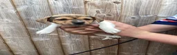 Jack Russell dogs for sale: Docked tail Jack Russel Puppies - Advert 10
