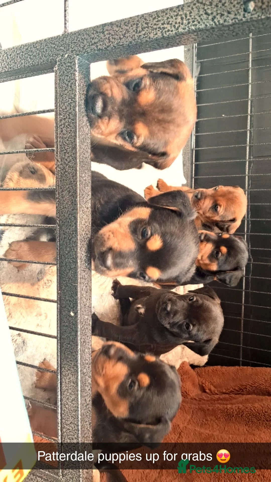 Patterdale Terrier dogs for sale: Patterdale terrier pups in Criccieth - Advert 1