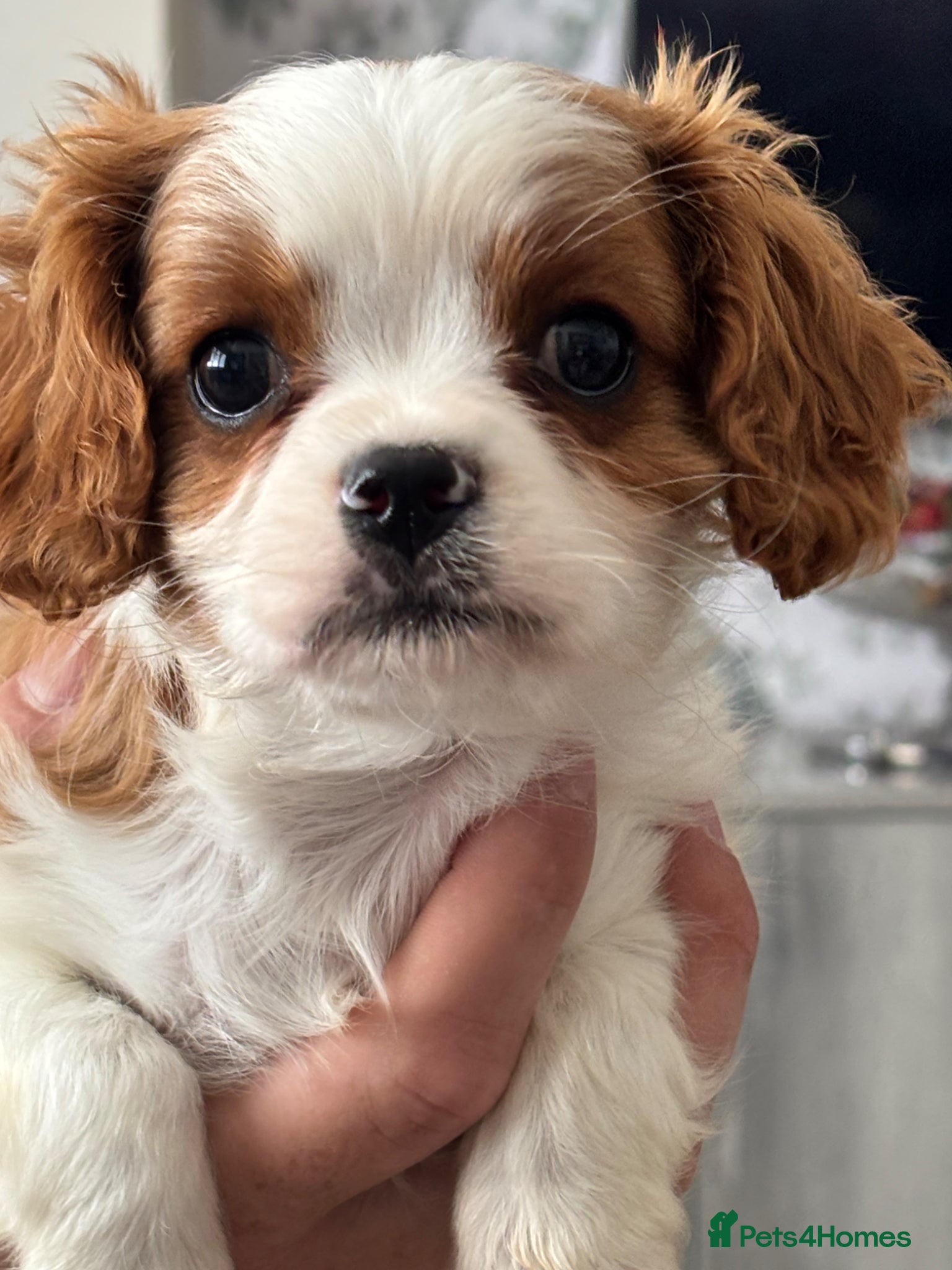 Cavalier King Charles Spaniel dogs Cavalier  1  boy Blenheim  - Advert 1