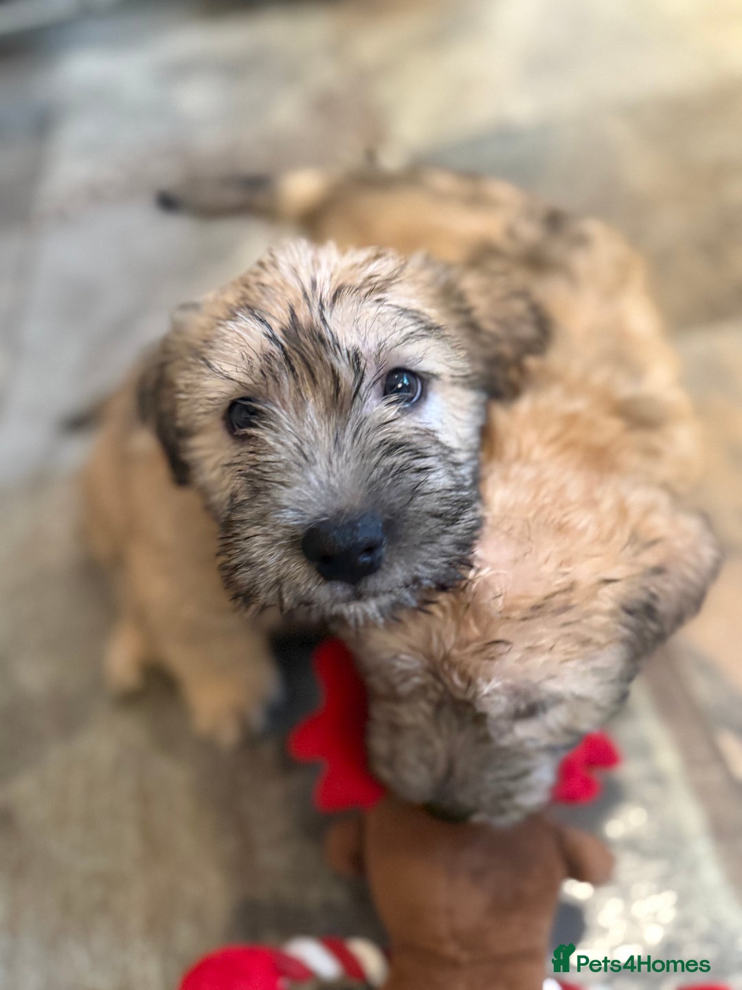 Glen of Imaal Terrier dogs for sale: Glen of Imaal terrier puppies - Advert 19
