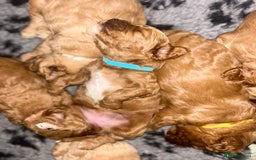 Cavapoo dogs for sale: Pups coming soon (F1) - Advert 1