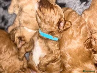 Cavapoo dogs - Advert 13