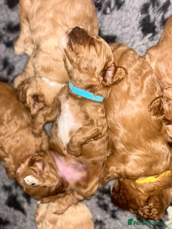 Cavapoo dogs - Advert 1