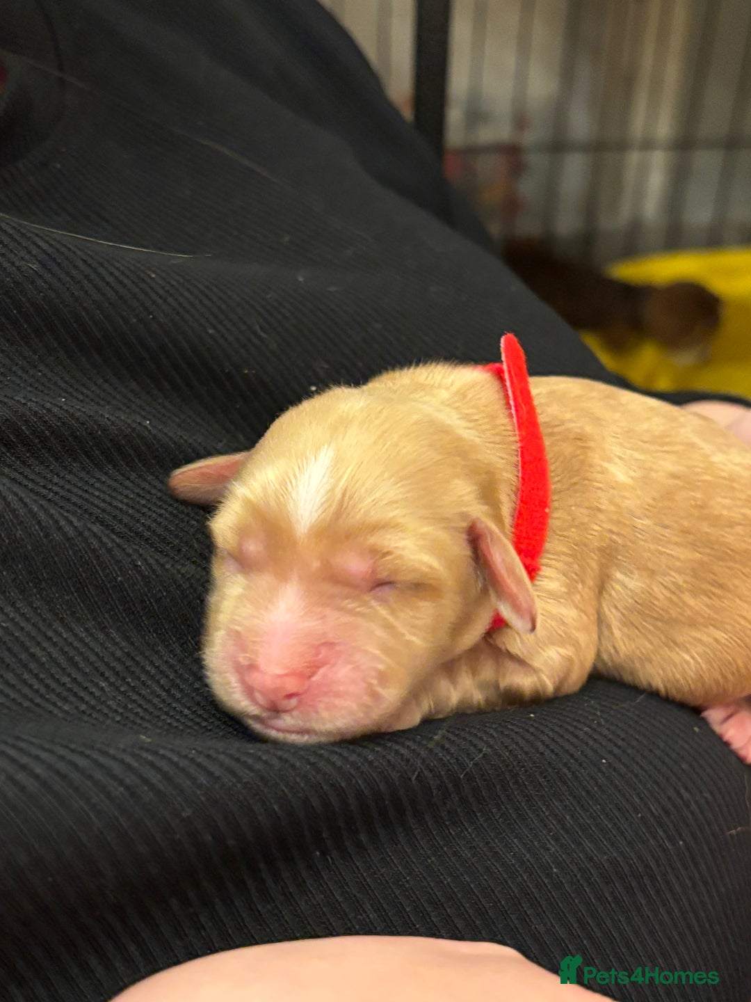 Cocker Spaniel dogs for sale: 6 beautiful cocker spaniels puppy’s born 01/12/25 - Advert 1