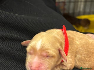 Cocker Spaniel dogs 6 beautiful cocker spaniels puppy’s born 01/12/25 - Advert 1