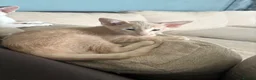 Oriental cats for sale: GCCF registered Oriental kittens  - Advert 11