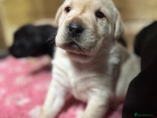 Labrador Retriever dogs Beautiful health tested Labrador puppies - Advert 2