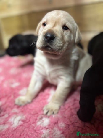 Labrador Retriever dogs Beautiful health tested Labrador puppies - Advert 5