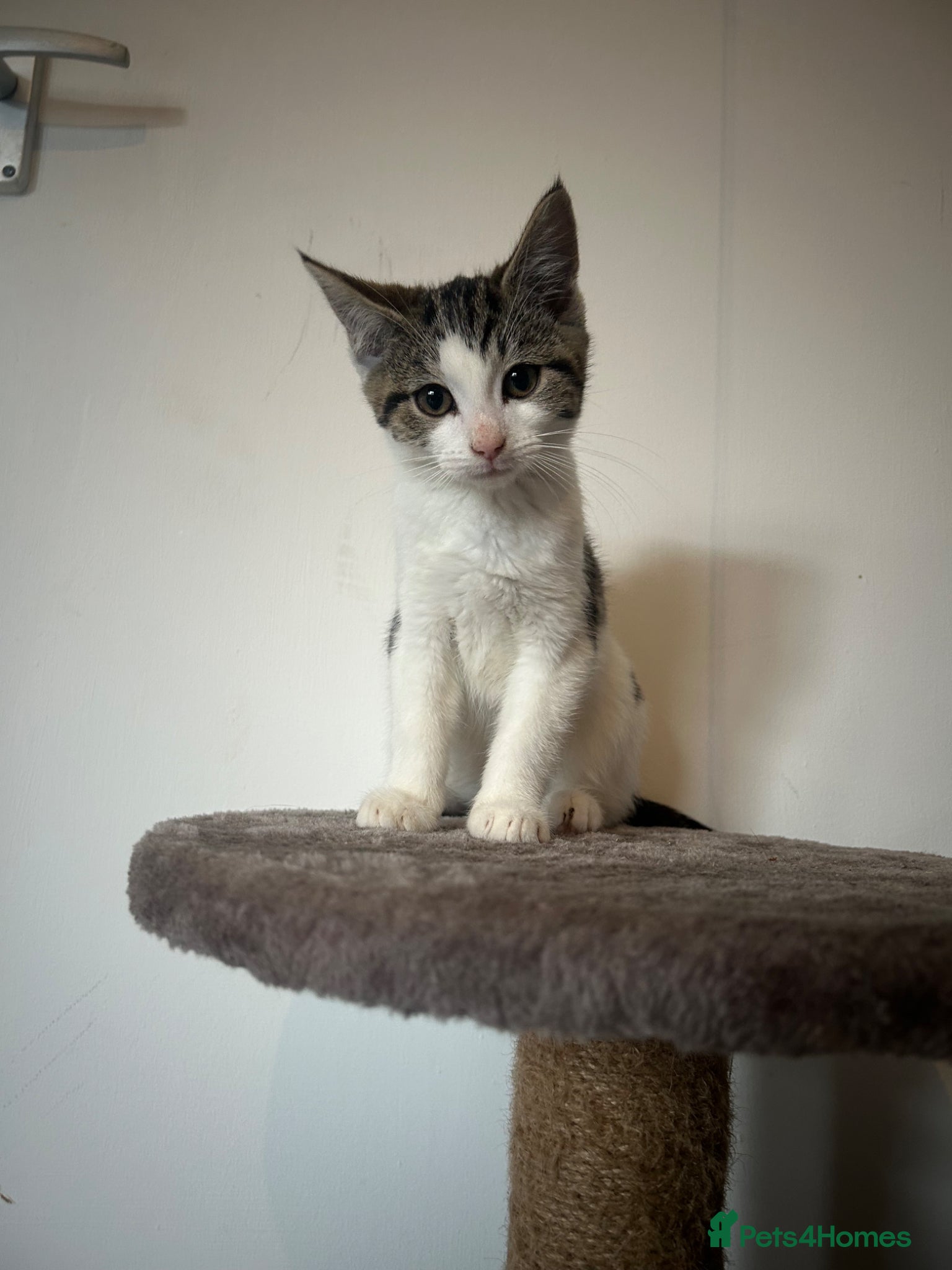 Mixed Breed cats Beautiful kittens - Advert 7