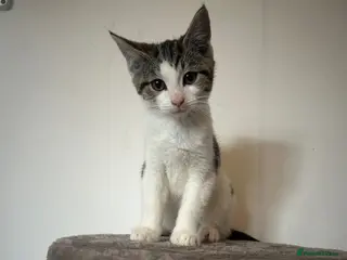 Mixed Breed cats Beautiful kittens - Advert 7