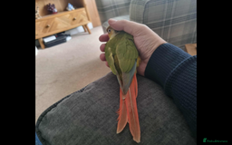 Conures birds for sale: Green cheek pineapple conure - Image 6