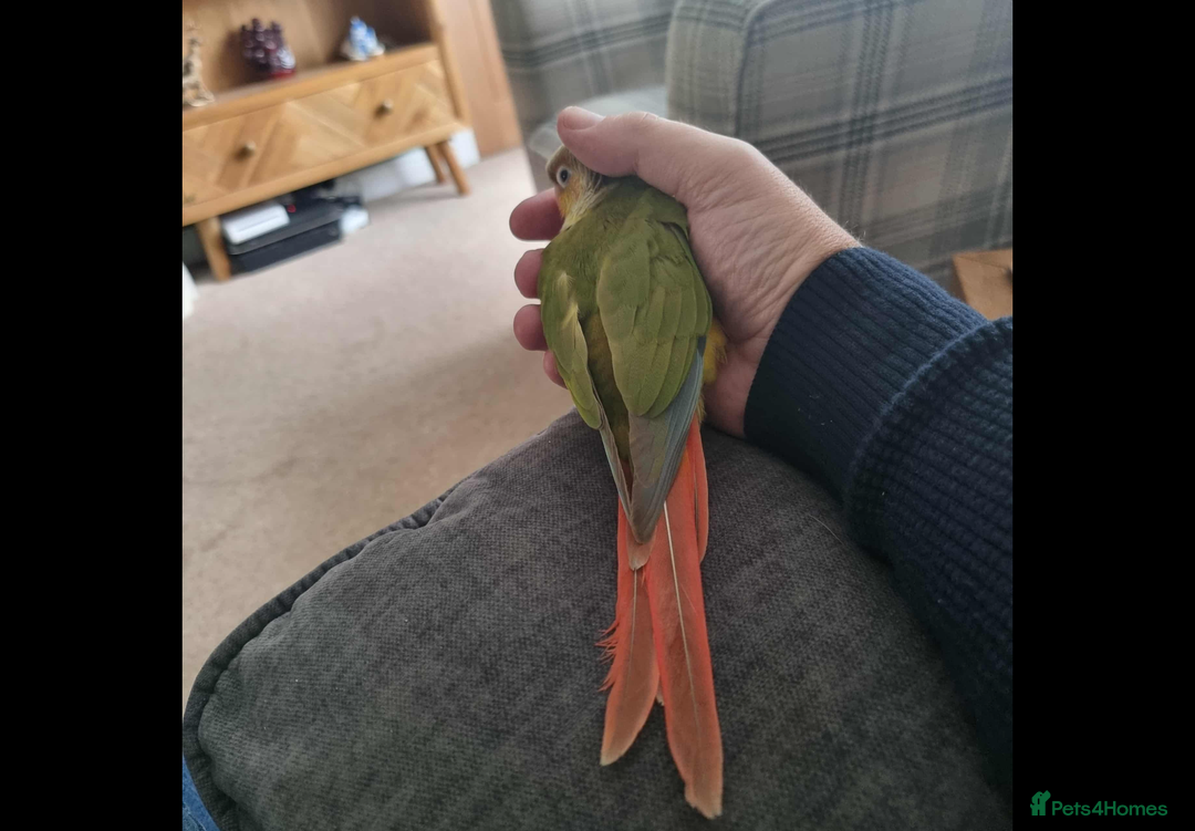 Conures birds for sale: Green cheek pineapple conure - Image 6