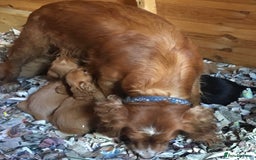 Cocker Spaniel dogs for sale: KC WORKING TYPE COCKER SPANIEL PUPPIES  - Image 3
