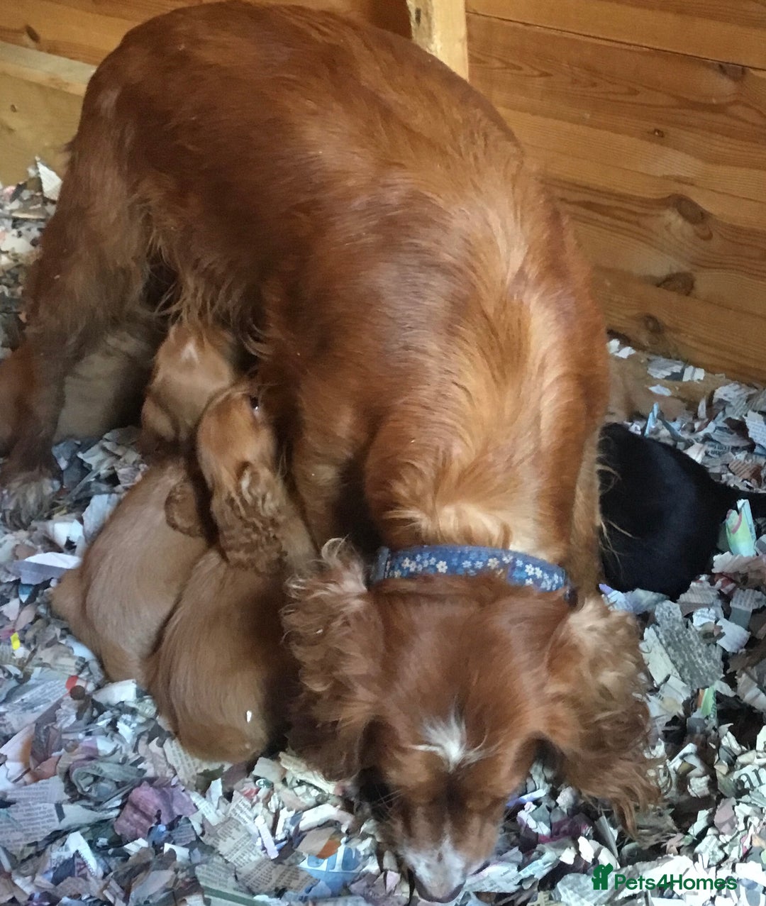 Cocker Spaniel dogs for sale: KC WORKING TYPE COCKER SPANIEL PUPPIES  - Image 3