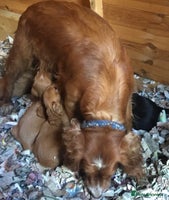 Cocker Spaniel dogs - Advert 5