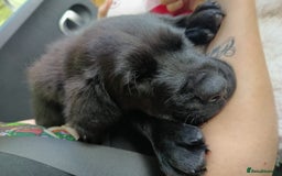Mixed Breed dogs for sale: Male rottweiler cross golden retriever  - Image 3