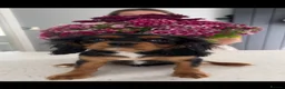 Cavalier King Charles Spaniel dogs for sale: beautiful cavalier King Charles puppies  - Advert 4