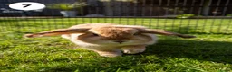 Lionhead rabbits for sale: Lionheads & Minilops - 6 Rabbits Looking for Homes - Advert 13