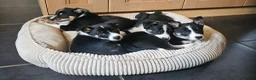 Border Collie dogs for sale: Beautiful Border Collie Pups for sale - Advert 16