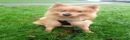 Mixed Breed dogs for adoption: Scotland:💙DEXTER💙ACTIVE,PLAYGUL, LOVING   - Advert 13