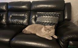 British Shorthair cats for sale: Male British Cat 🐱  - Image 2
