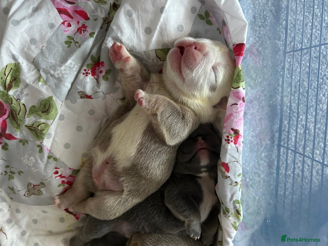 English Bulldog dogs for sale: 4 beautiful strong puppies - Advert 4