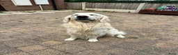 Golden Retriever dogs for stud: Theo - Proven & Health Tested KC Golden Retriever - Advert 14