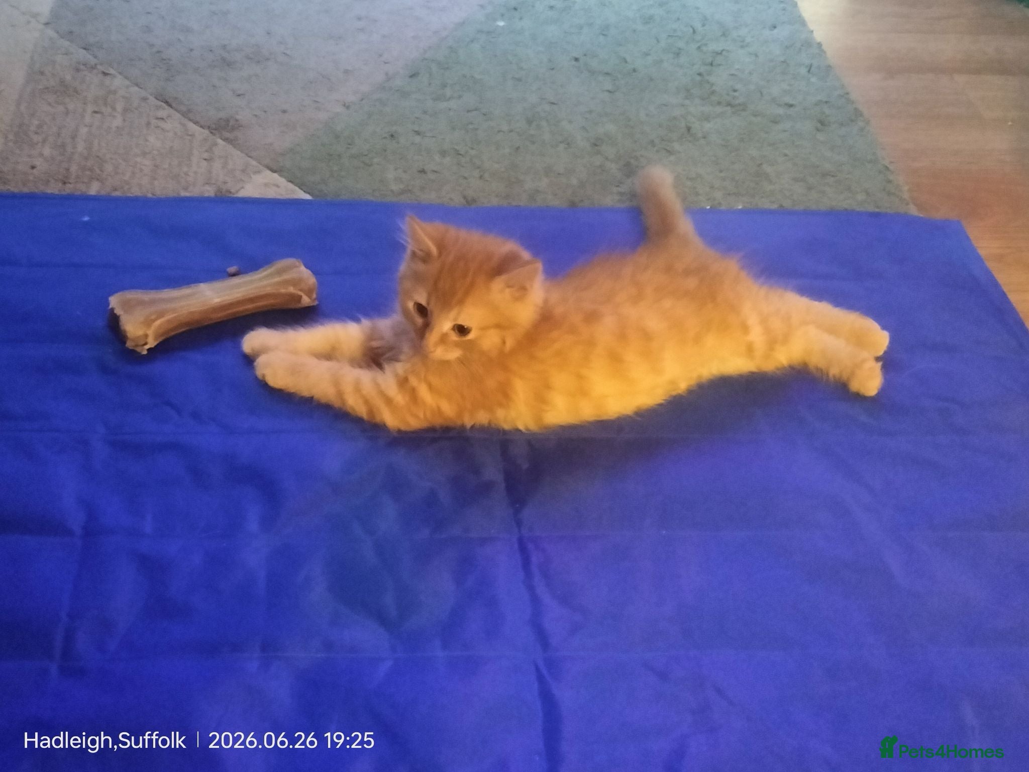 Mixed Breed cats Dog and hoover proof, fluffy little boy*ready now* - Advert 6