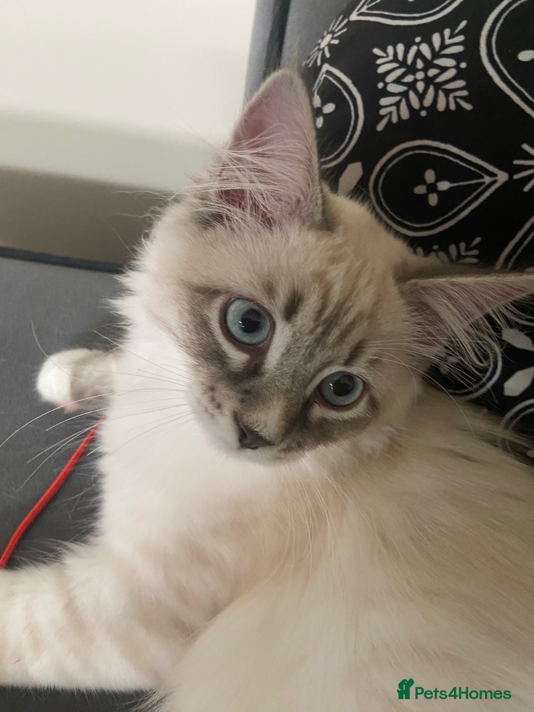 Siberian cats for sale: Siberian Kittens Neva Masquerade White - Image 17