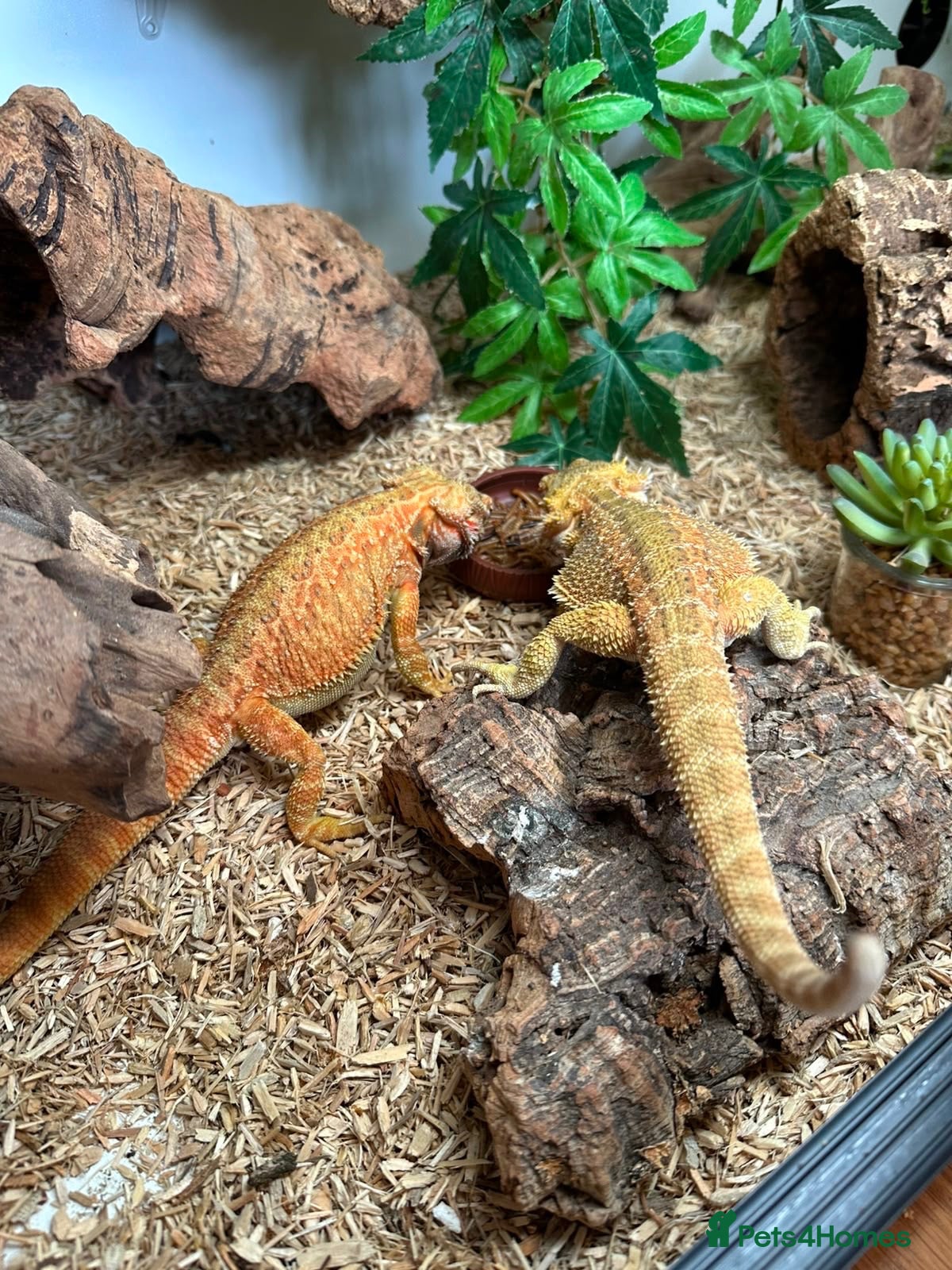 Bearded Dragon reptiles bearded dragons - Advert 4