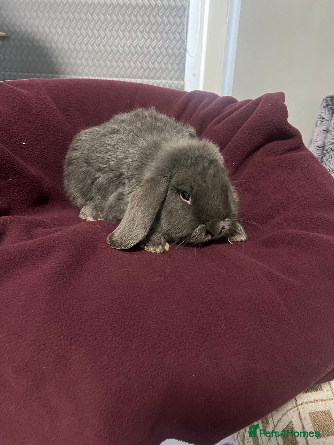 Mini Lion Lop rabbits for sale: Mini lop - Advert 11