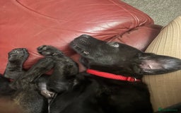 Mixed Breed dogs for sale: Cosmo is 15weeks old - Image 7