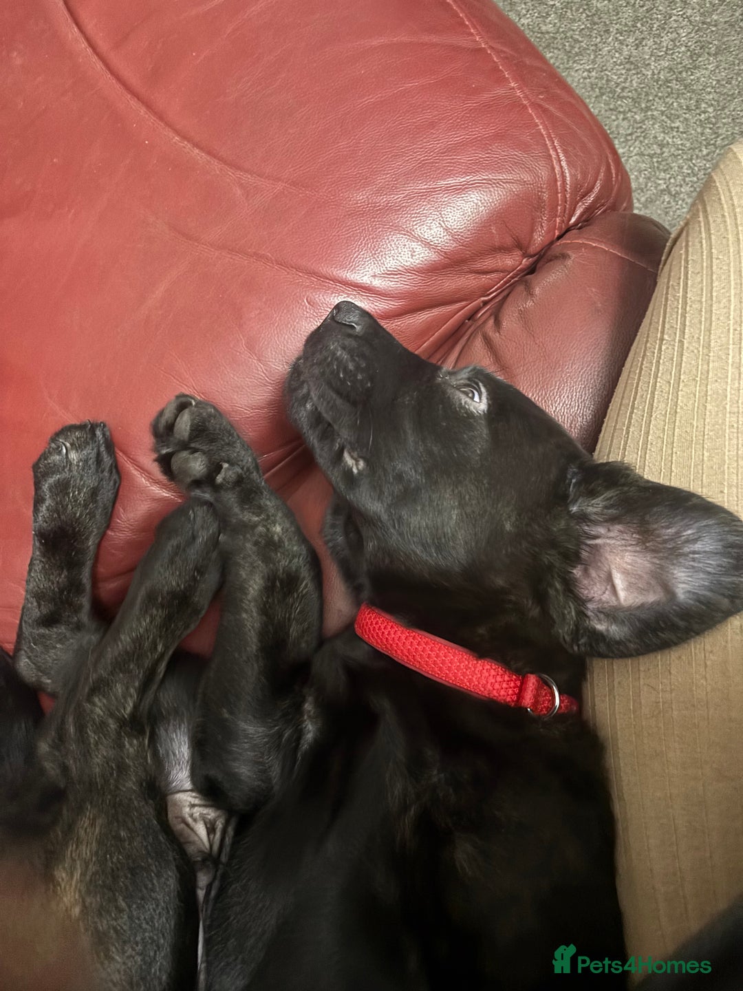 Mixed Breed dogs for sale: Cosmo is 15weeks old - Image 7