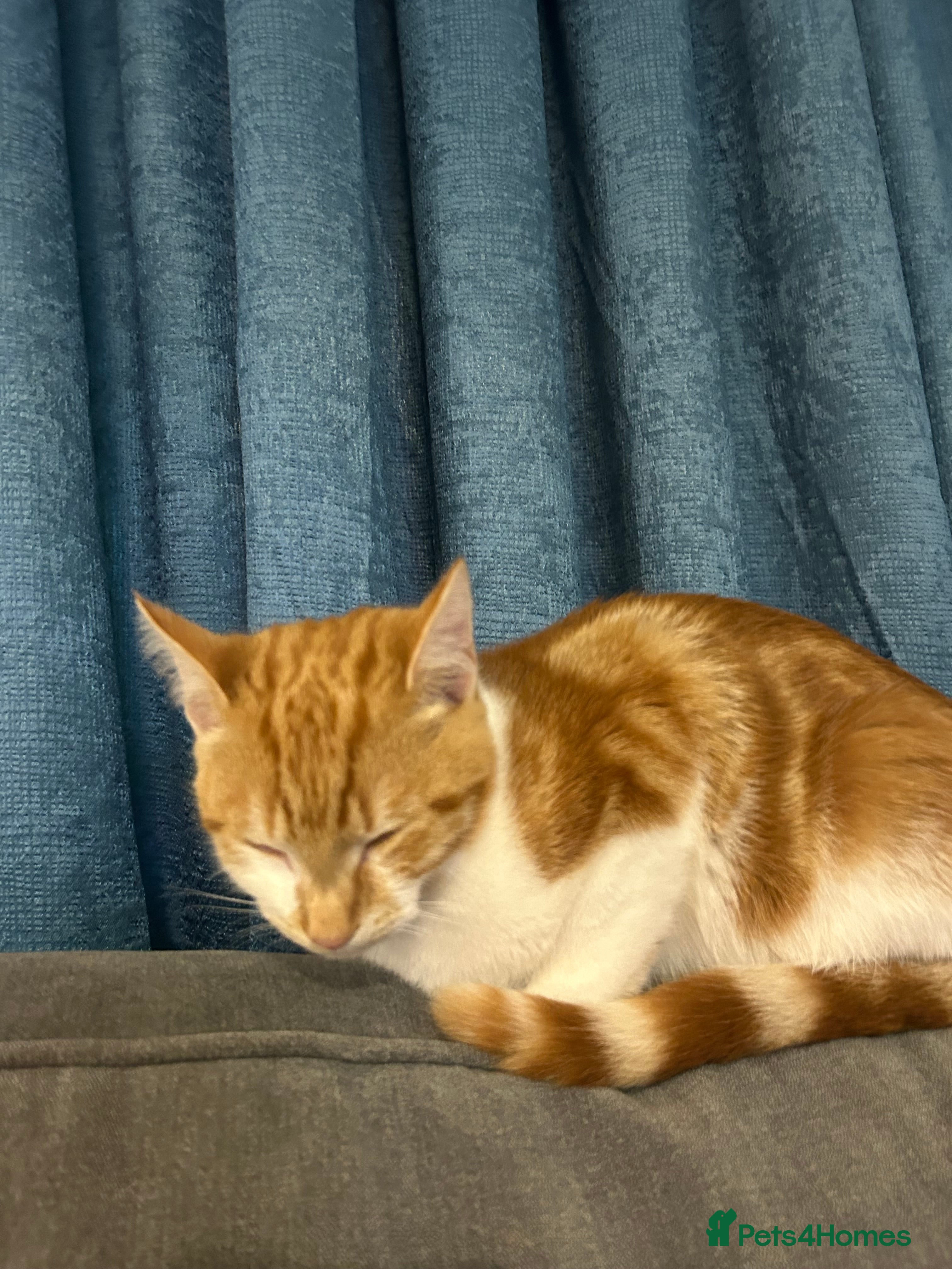 Mixed Breed cats Simba and rafiki  - Advert 12