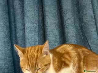 Mixed Breed cats Simba and rafiki - Advert 3