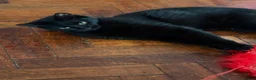 Bombay cats for sale: One year old beautiful Luna  in Rugby - Advert 8
