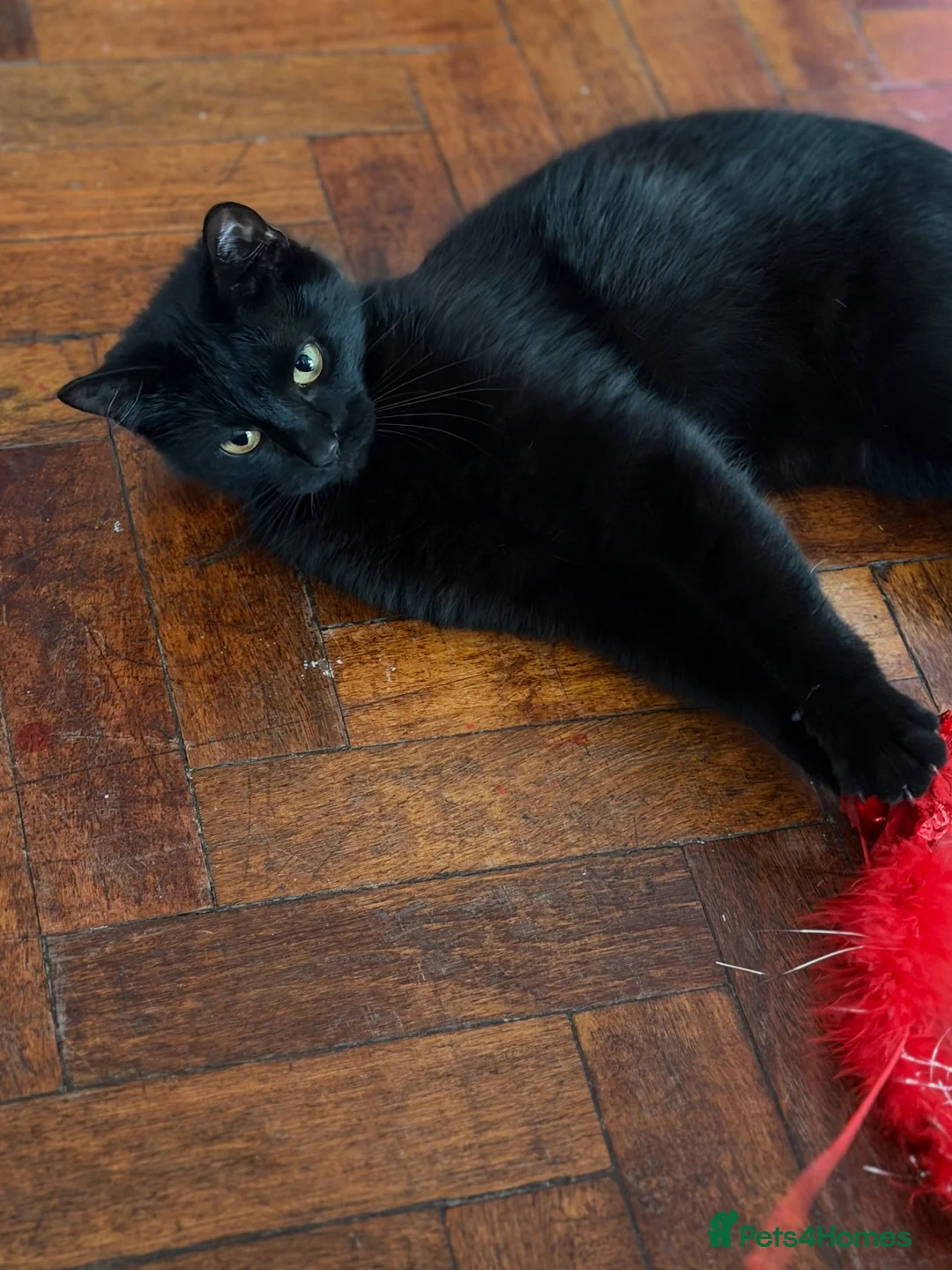 Bombay cats for sale: One year old beautiful Luna  in Rugby - Advert 8