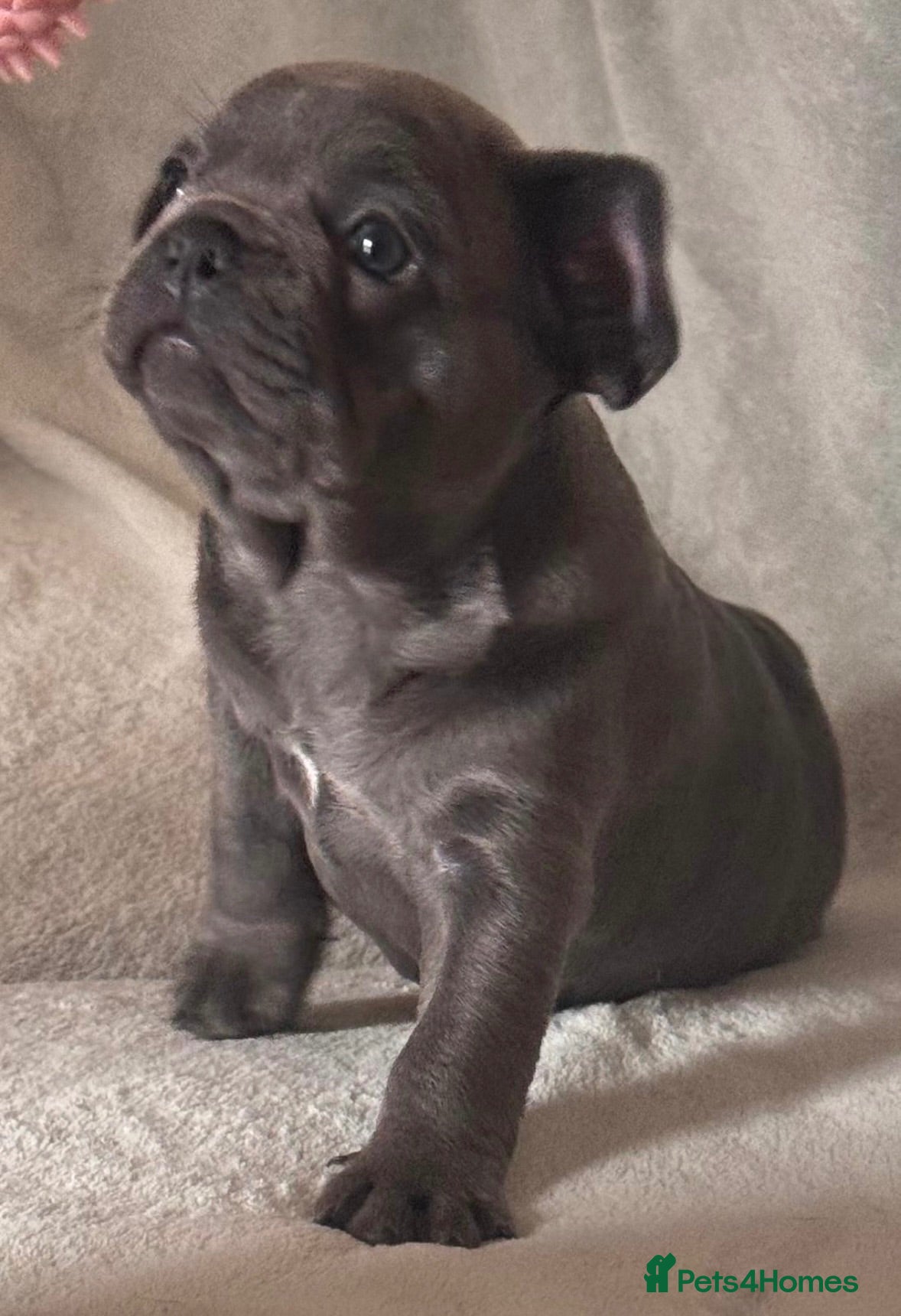 French Bulldog dogs 🐾 Beautiful 6-Week-Old Female Puppy  - Advert 1