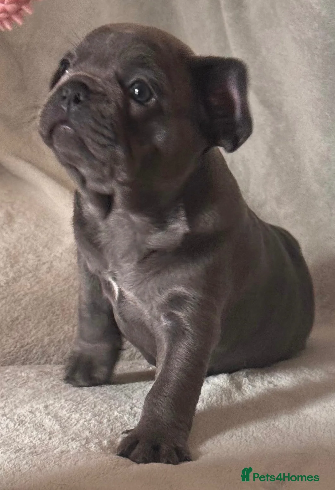 French Bulldog dogs for sale: 🐾 Beautiful 6-Week-Old Female Puppy  in High Wycombe - Advert 1