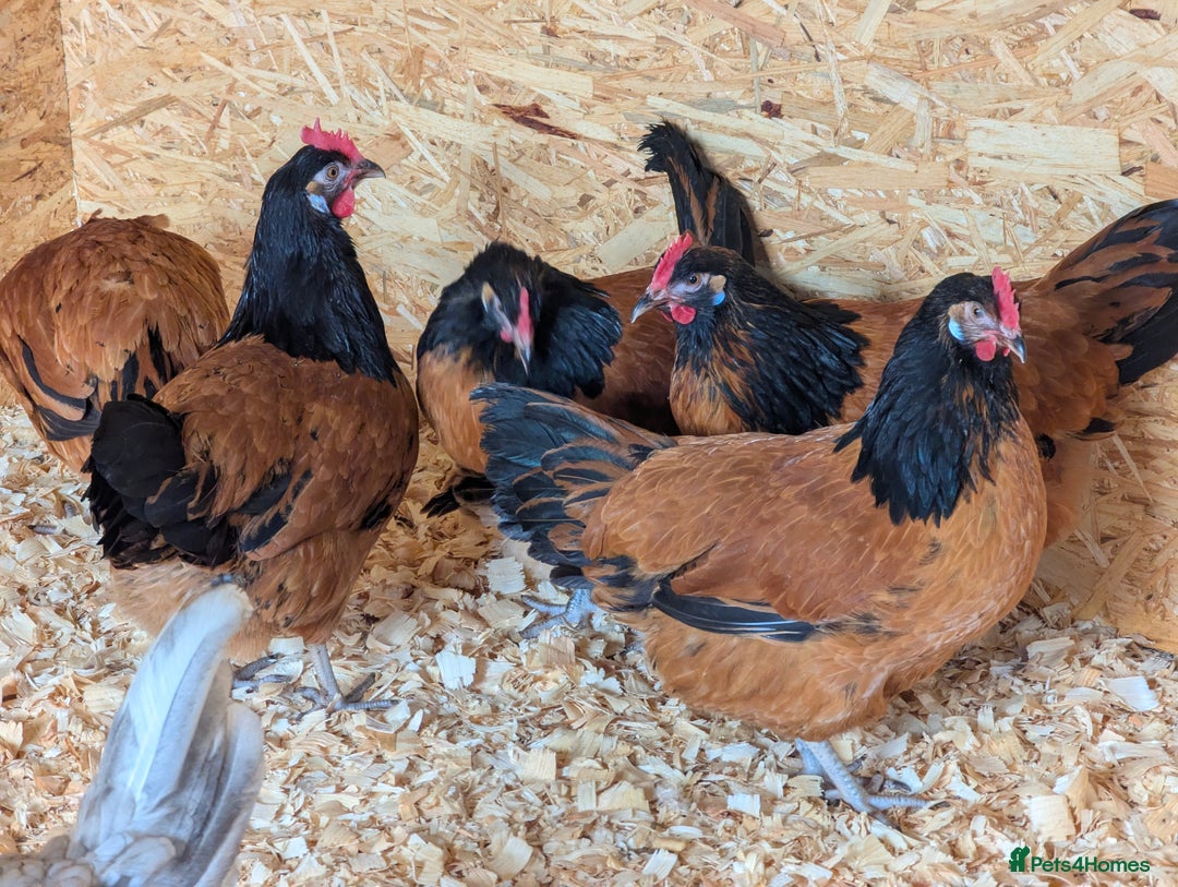 Chickens poultry for sale: Gorgeous Purebred Vorwerk Hens  POL - Image 3
