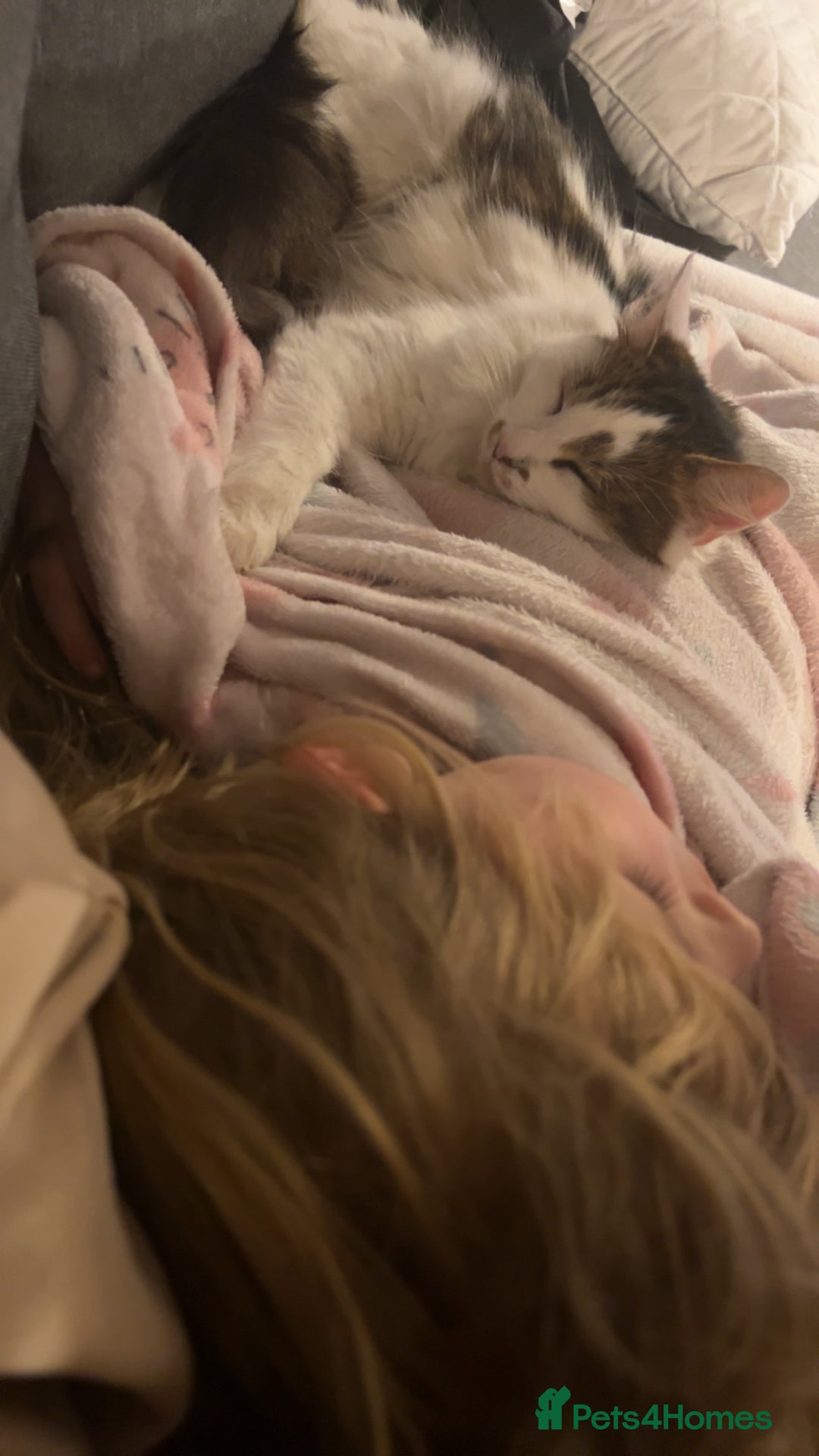 Maine Coon cats for sale: Rosie - Advert 7