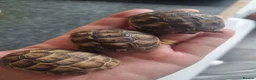 Tortoise reptiles for sale: Spur thigh tortoise hatchlings - Advert 2