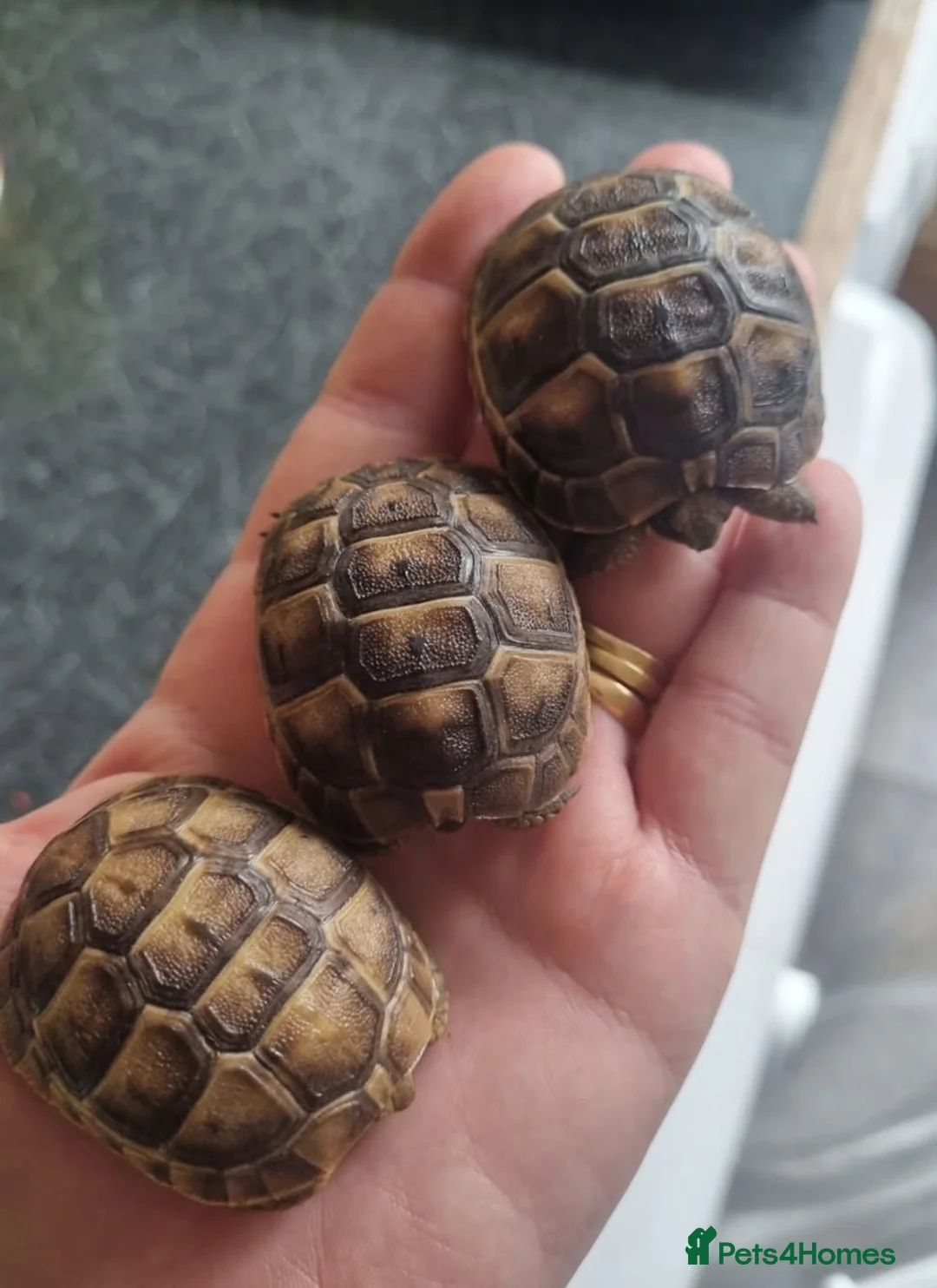 Tortoise reptiles for sale: Spur thigh tortoise hatchlings - Advert 2