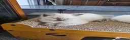 Ragdoll cats for sale: 3 big male  - Advert 10