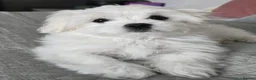 Maltese dogs for sale: Stunning Maltese puppies  - Advert 8