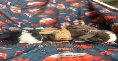 Mini Lop rabbits Outstanding mini lop litter - Advert 10