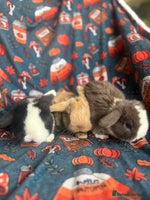 Mini Lop rabbits Outstanding mini lop litter - Advert 3