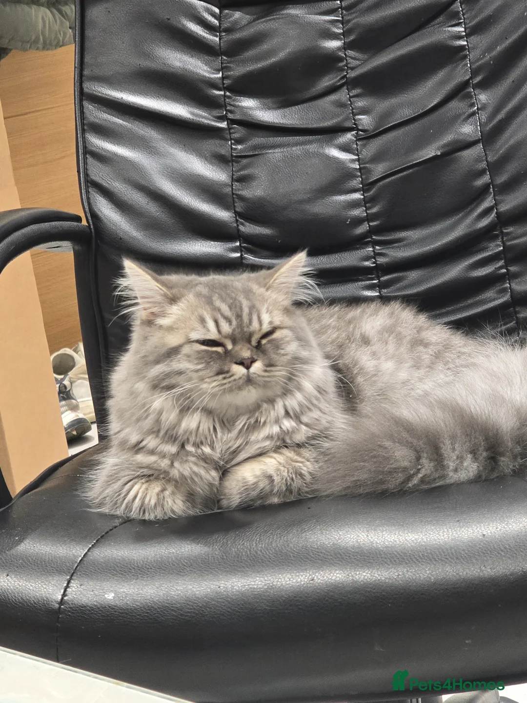 British Longhair cats for sale: NINA  in Wokingham - Advert 2