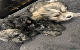 Mixed Breed dogs for sale: Maltese x Shih tzu  - Image 9