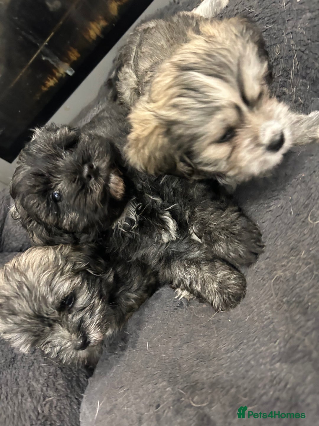 Mixed Breed dogs for sale: Maltese x Shih tzu  - Image 9
